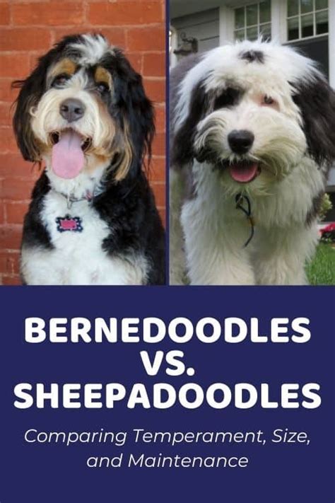 Bernedoodle Size Chart With 63,000